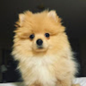 Meet your Posher, Genevieve